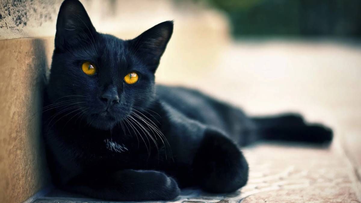 Respira hondo al saber qué significa tener un gato negro en casa. Respira hondo al saber qué significa tener un gato negro en casa.