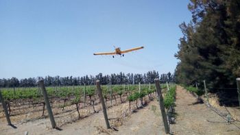 Por la polilla de la vid, el Iscamen lanza aeroaplicaciones masivas contra la plaga