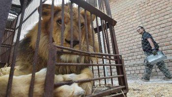 Tras látigo y encierro, 33 leones emprenden viaje a Sudáfrica