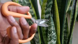 La sansevieria debe podarse con precisión para no alterar su crecimiento.