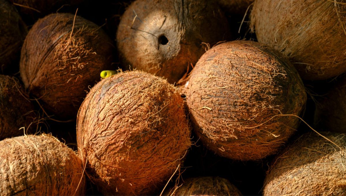 Mucho más que playa y sol: la historia del coco Mucho más que playa y sol: la historia del coco