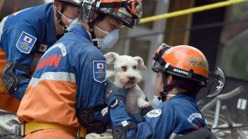 Expertos japoneses rescataron a un perro de los escombros del terremoto en México