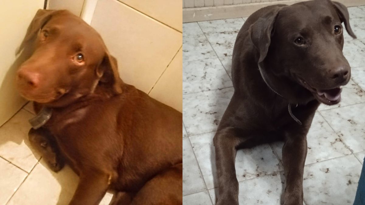 Mendoza: un niño con autismo perdió a su perro entrenado y lo buscan desesperadamente