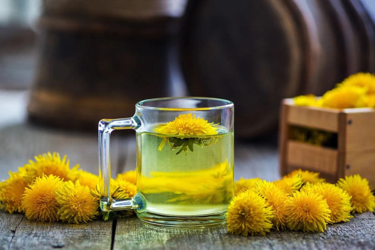 Té de León: estos son los grandes beneficios para la salud