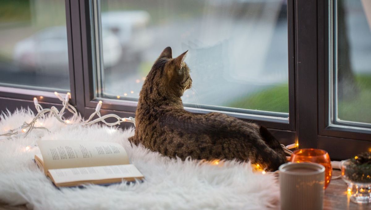 Despedir a tu gato al salir de casa puede ser un gesto que genere consecuencias negativas en el animal