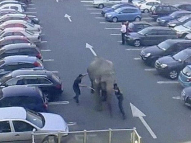 Video: Baby, la elefanta que intentó huir del circo y sus explotadores