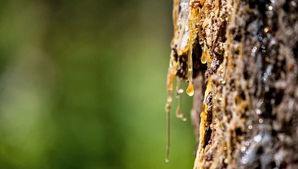 Los árboles empiezan a brotar y aparecen restos de savia que caen y terminan endureciéndose sobre pisos o superficies, como el auto. Los árboles empiezan a brotar y aparecen restos de savia que caen y terminan endureciéndose sobre pisos o superficies, como el auto.