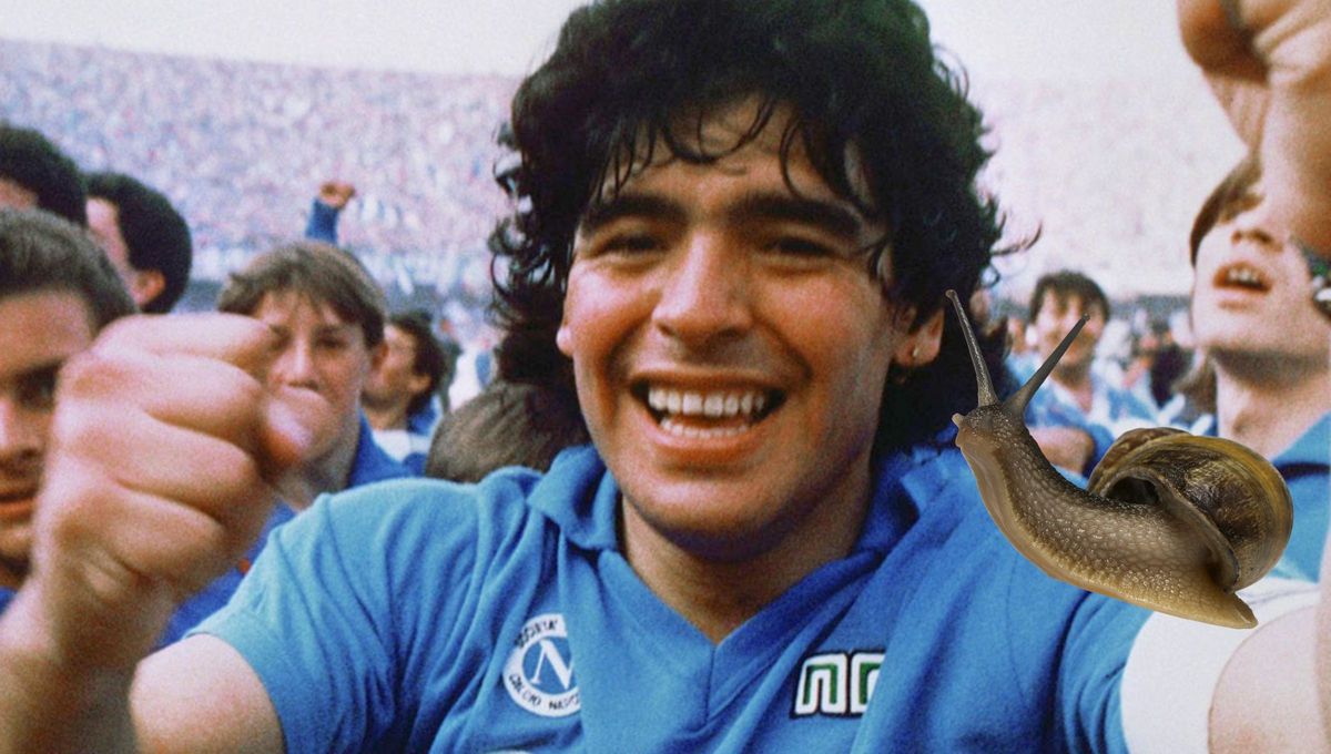 Los caracoles son moluscos con caparazón en espiral que habitan ambientes marinos, de agua dulce y terrestres. Una nueva especie fue descubierta y apodada como Maradona Los caracoles son moluscos con caparazón en espiral que habitan ambientes marinos, de agua dulce y terrestres. Una nueva especie fue descubierta y apodada como Maradona