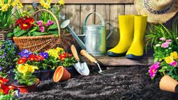 Prueba este truco casero y tu jardín se llenará de color todo el año.