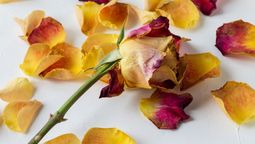 Si se secaron y marchitaron tus flores, aprendé a reciclarlas y aprovecharlas con esta gran idea