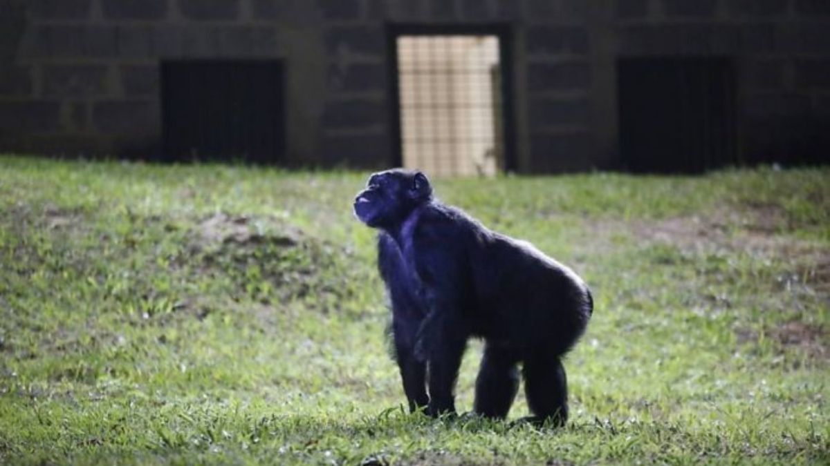 Persona no humana se llama el documental sobre la chimpancé que habitó el ex Zoológico de Mendoza y marcó un hito sobre el derecho jurídico de los animales.