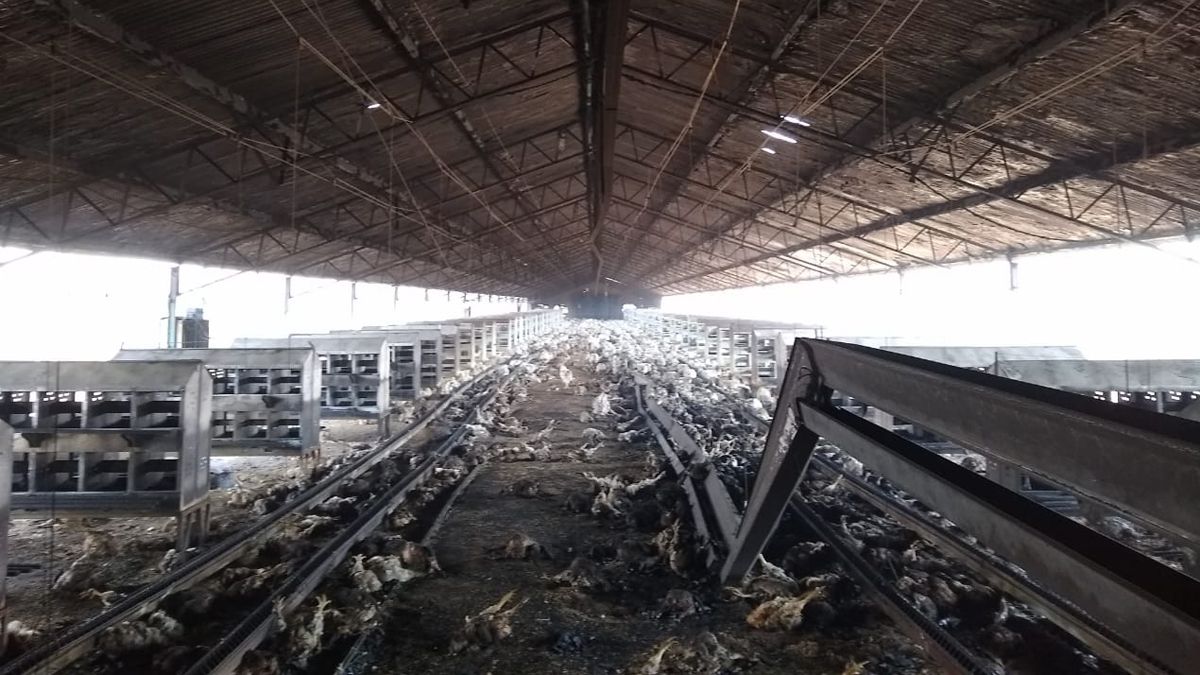 Una avícola se quemo completamente, perdiendo todas las gallinas y sus huevos. 