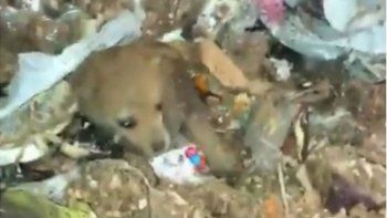 Rescataron a un perrita recién nacida de un camión de basura