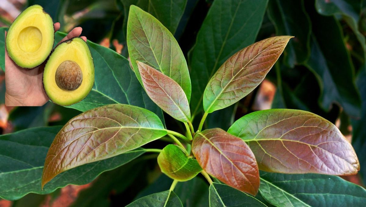 El truco casero para eliminar las hojas marrones del aguacate