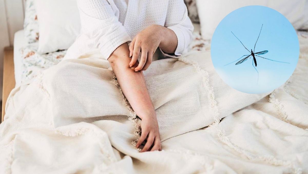 Los mosquitos siguen presentes en muchas habitaciones más allá del frío