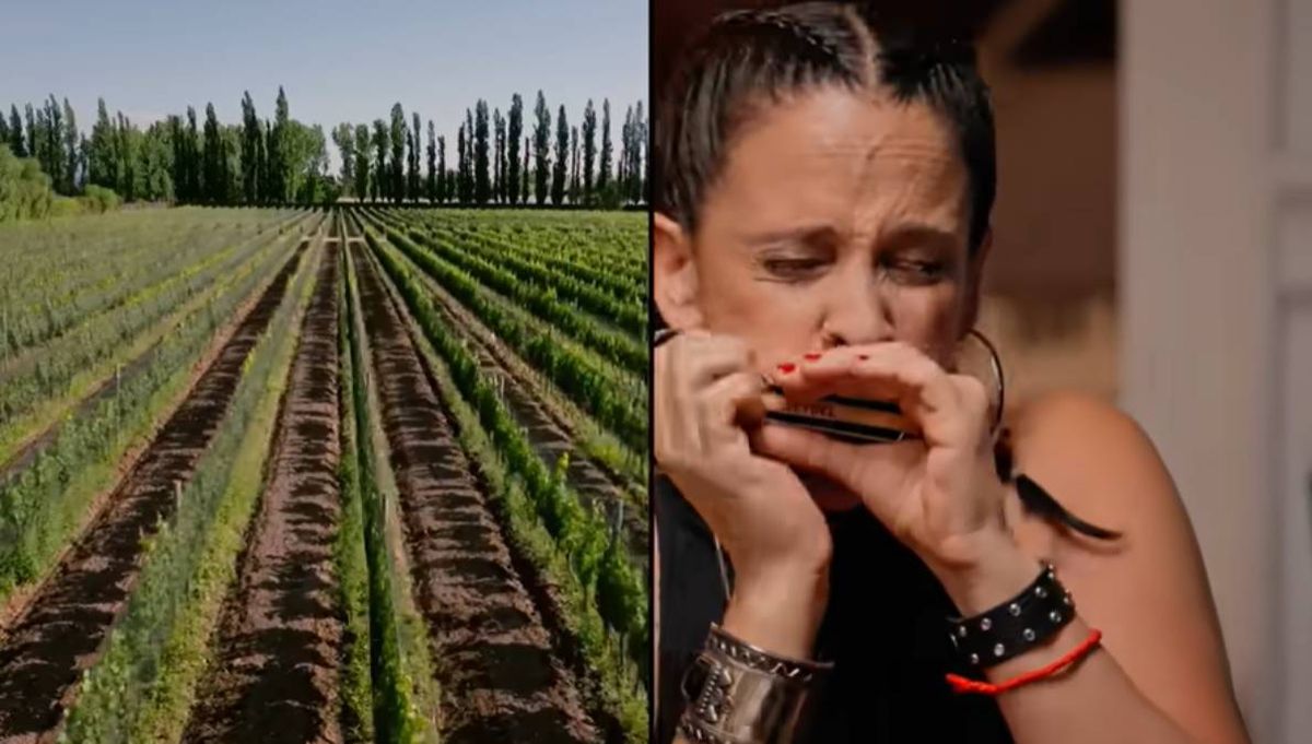 La armoniquista Sandra Vázquez junto a imágenes de producción de vino. La armoniquista Sandra Vázquez junto a imágenes de producción de vino.