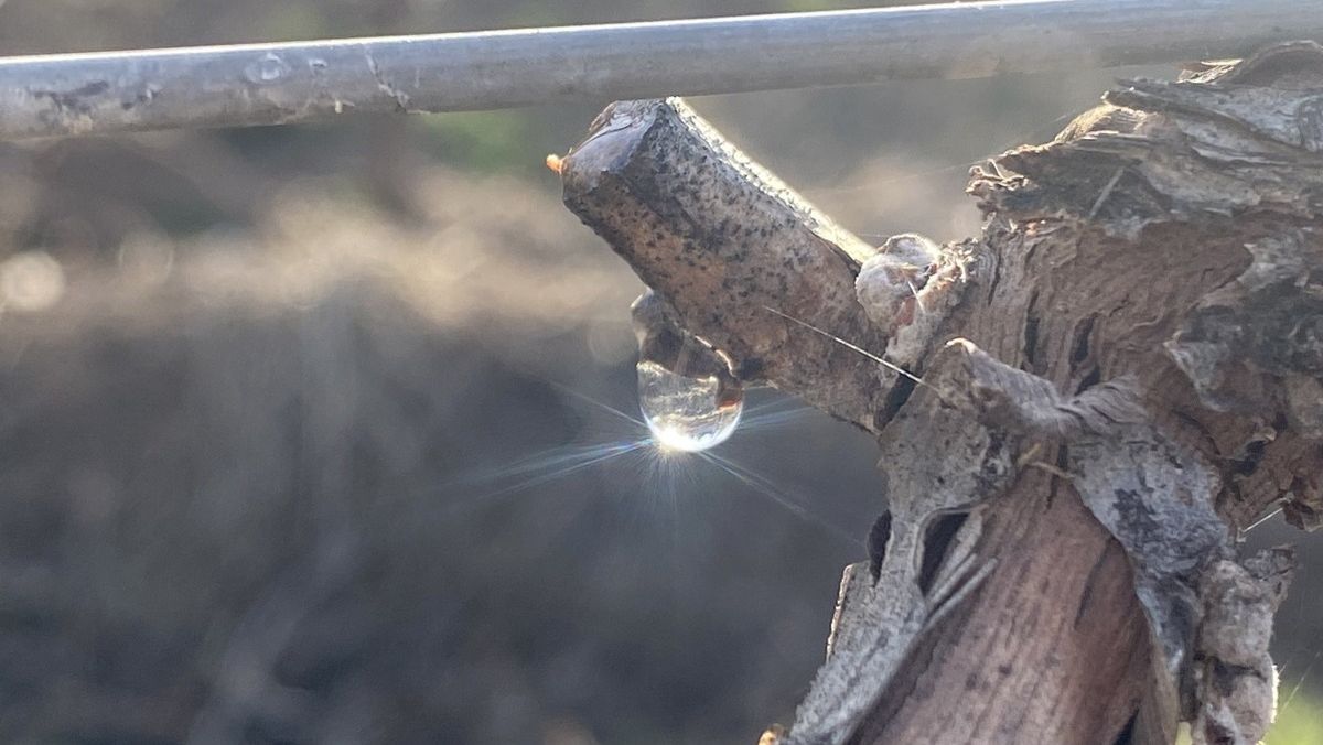 El lloro en una vid a principios de agosto. Foto: @marceloacasazza.