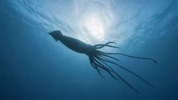 Descubren un enorme animal marino sólo por los rastros de ADN en el agua Descubren un enorme animal marino sólo por los rastros de ADN en el agua
