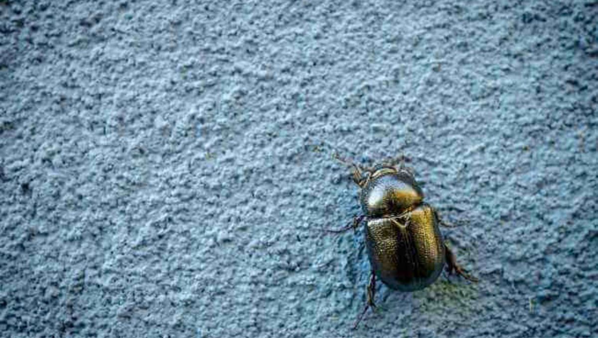 Cuando aparecen algunos animales pequeños, representan significados positivos. Fuente: OK humedades Cuando aparecen algunos animales pequeños, representan significados positivos. Fuente: OK humedades