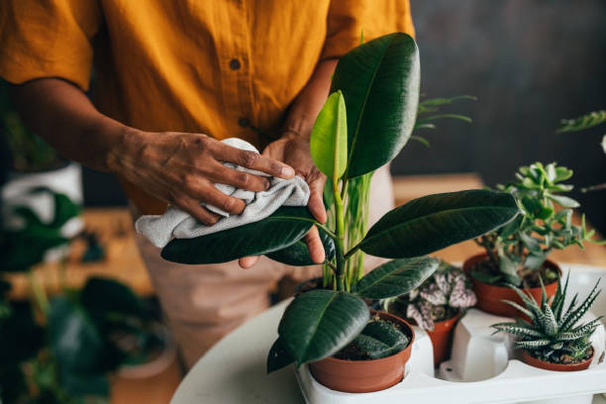 Ayuda a que tu planta realice la fotosíntesis de manera correcta. Ayuda a que tu planta realice la fotosíntesis de manera correcta.