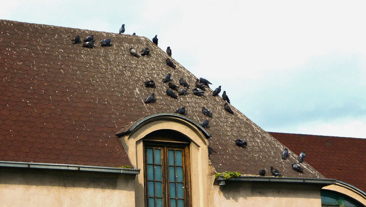 Aunque pueden llegar a ser molestas porque rompen con el silencio, su canto suele ser buena señal. Aunque pueden llegar a ser molestas porque rompen con el silencio, su canto suele ser buena señal.