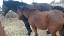 Preocupación por la encefaliomielitis equina que se esparce en el país (Foto ilustrativa).