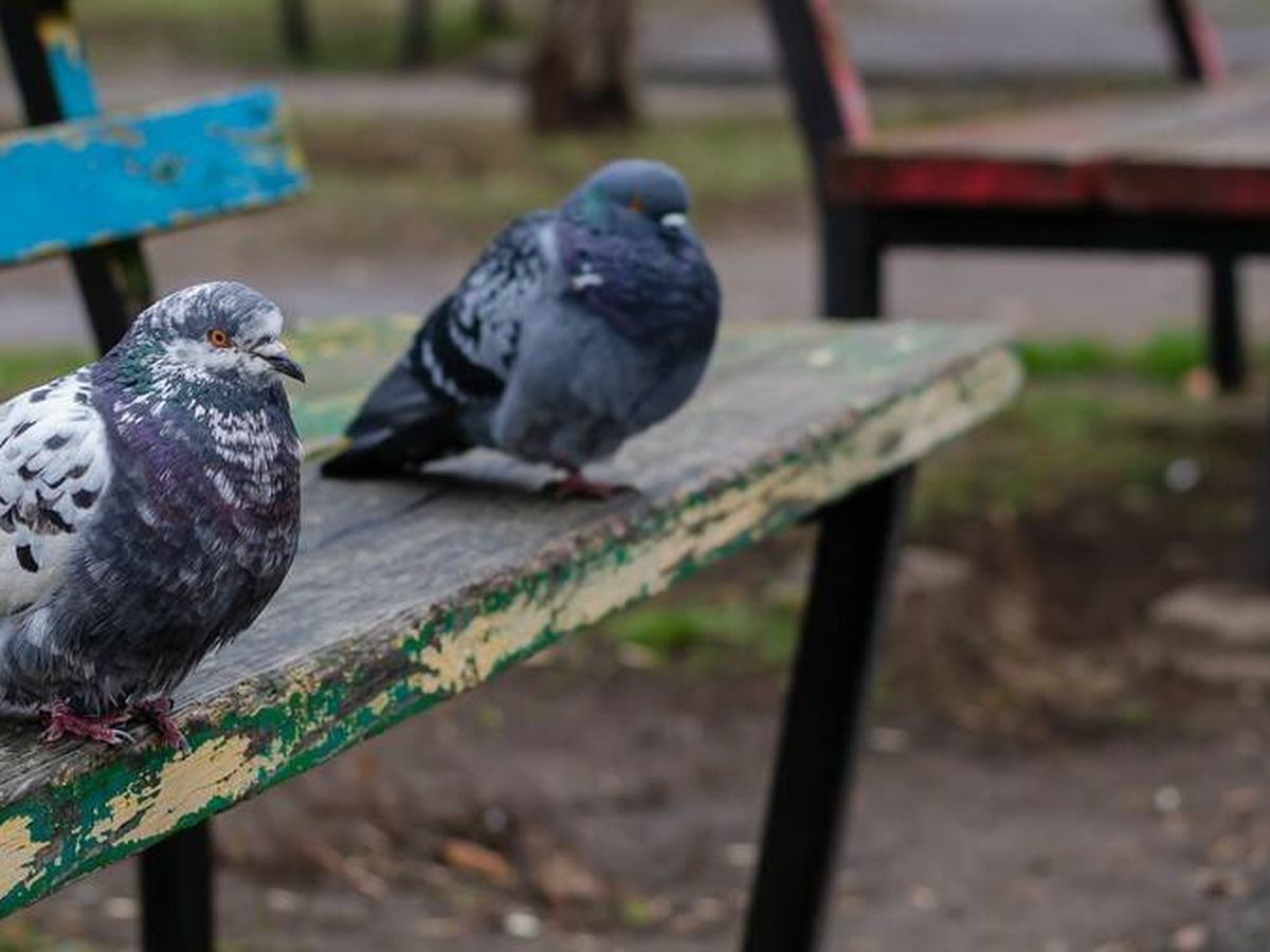 Protege a tus plantas: el truco para alejar a las palomas y evitar daños en el jardín Protege a tus plantas: el truco para alejar a las palomas y evitar daños en el jardín