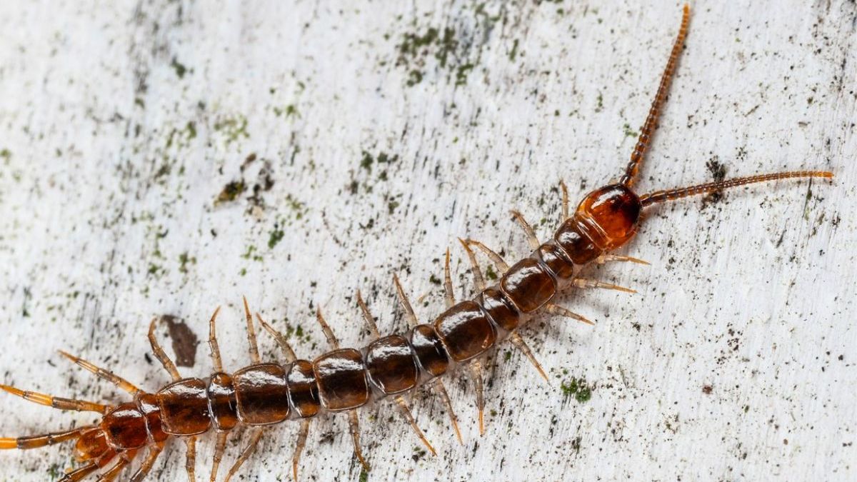 Benefician tu salud: los insectos que no debes matar cuando aparecen en tu casa