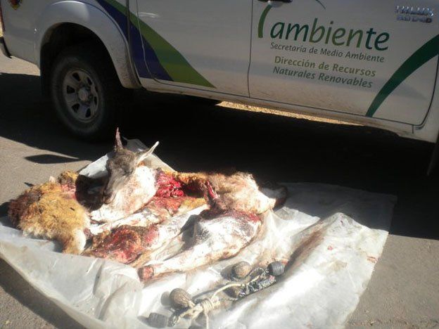 Las multas por la caza ilegal fueron incrementadas.