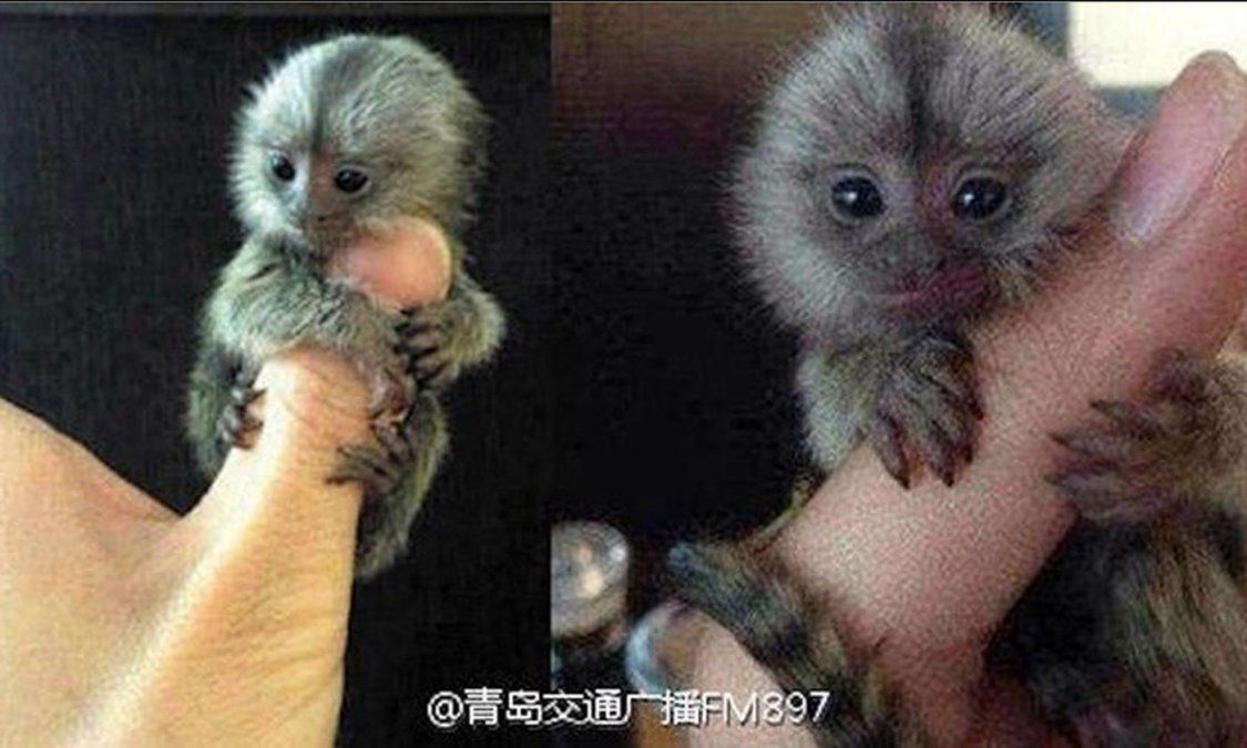 Este es el tití chino que cautiva a la web
