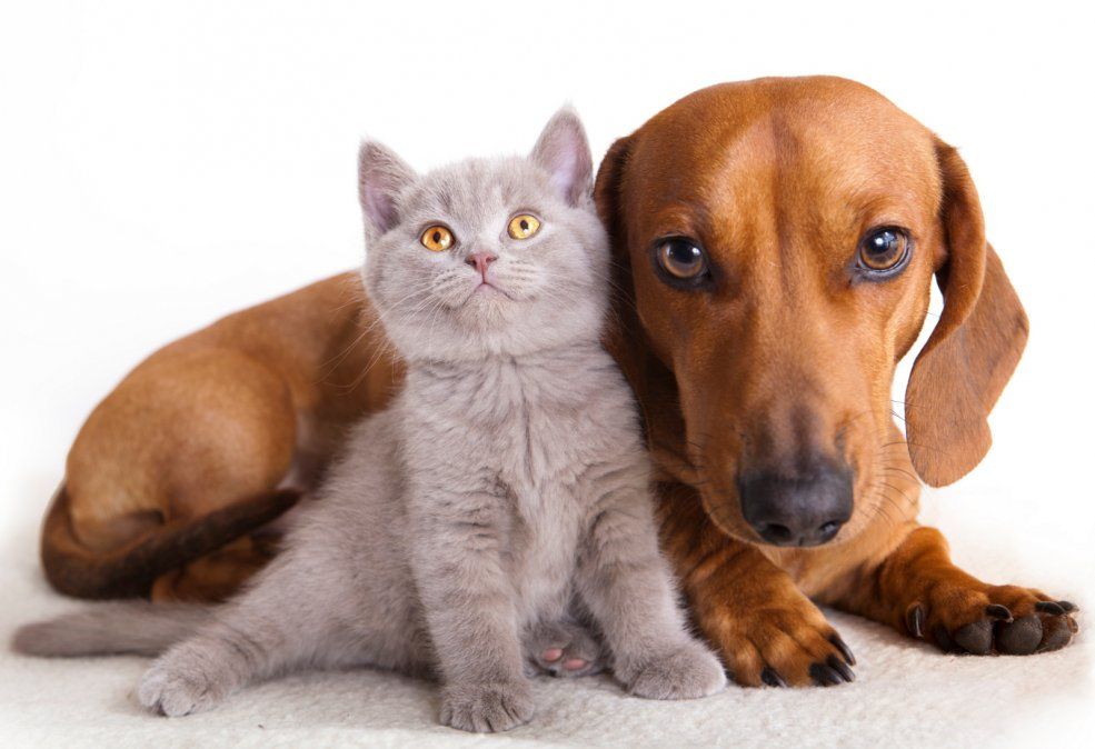 Gatos y perros, las mascota preferidas de los mendocinos.