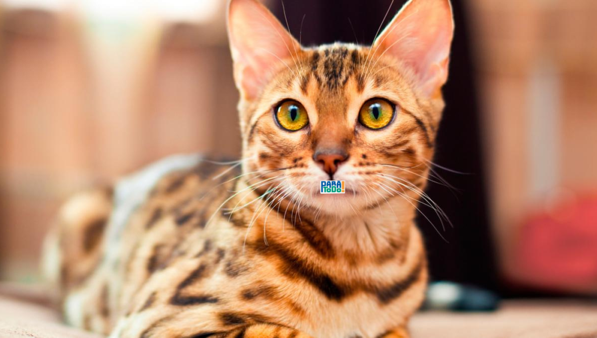 Gracias a este repelente casero los gatos no volverán a pisar tu jardín. Gracias a este repelente casero los gatos no volverán a pisar tu jardín.