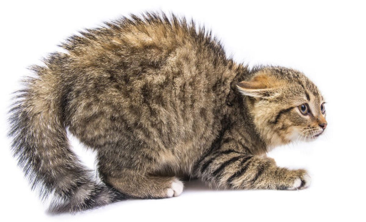 La señal que muchos normalizan e ignoran y significa que un gato está pasando frío La señal que muchos normalizan e ignoran y significa que un gato está pasando frío