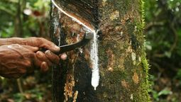 El árbol de América Latina que producía grandes riquezas hasta que Asia lo robó: el oro blanco del Amazonas