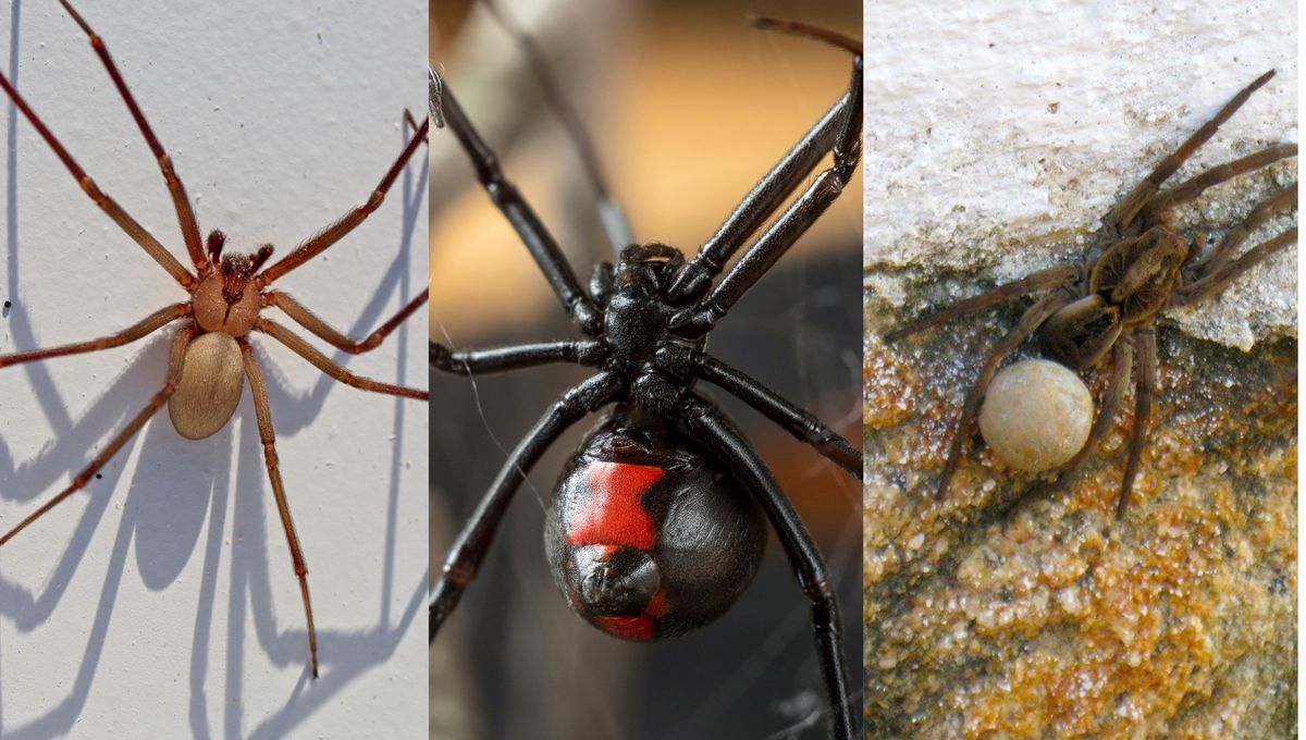 Las arañas más peligrosas de Sudamérica. Las arañas más peligrosas de Sudamérica.