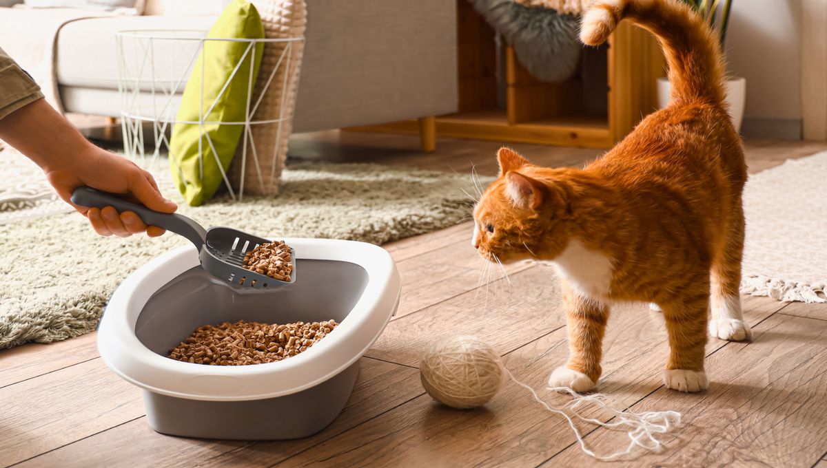 El olor a orina de gato y las manchas en el sofá, pueden dejar marcas si no se limpian a tiempo. El olor a orina de gato y las manchas en el sofá, pueden dejar marcas si no se limpian a tiempo.