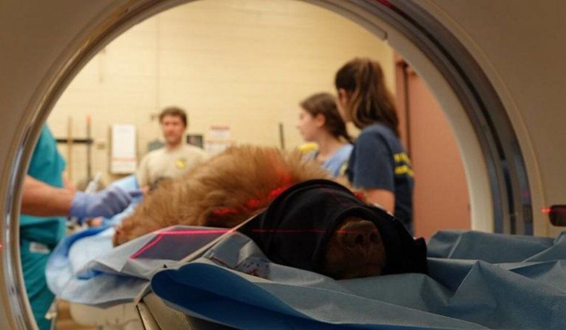 Un oso afectado por la misteriosa enfermedad neurógica en Estados Unidos, fue sometido a una tomografía computada dentro de la investigación que desarrollan los especialistas en California