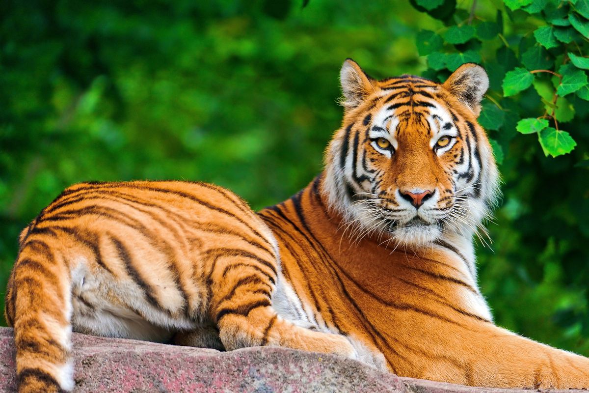 Cómo se llama el animal que nace entre un tigre y una leona