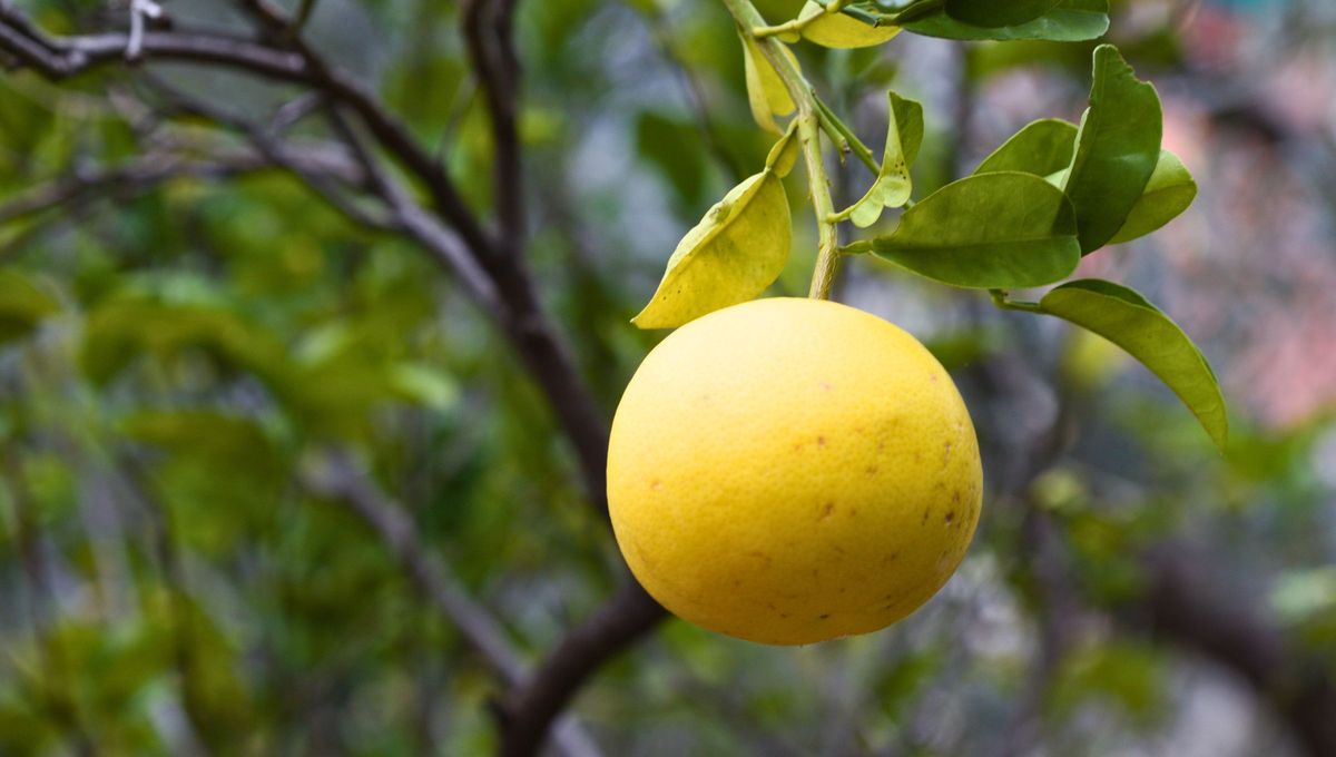 La cáscara del pomelo tiene ciertos beneficios y se puede aprovechar de maneras distintas. Foto Canva La cáscara del pomelo tiene ciertos beneficios y se puede aprovechar de maneras distintas. Foto Canva
