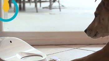Un dispensador de comida que hará a tu perro más inteligente