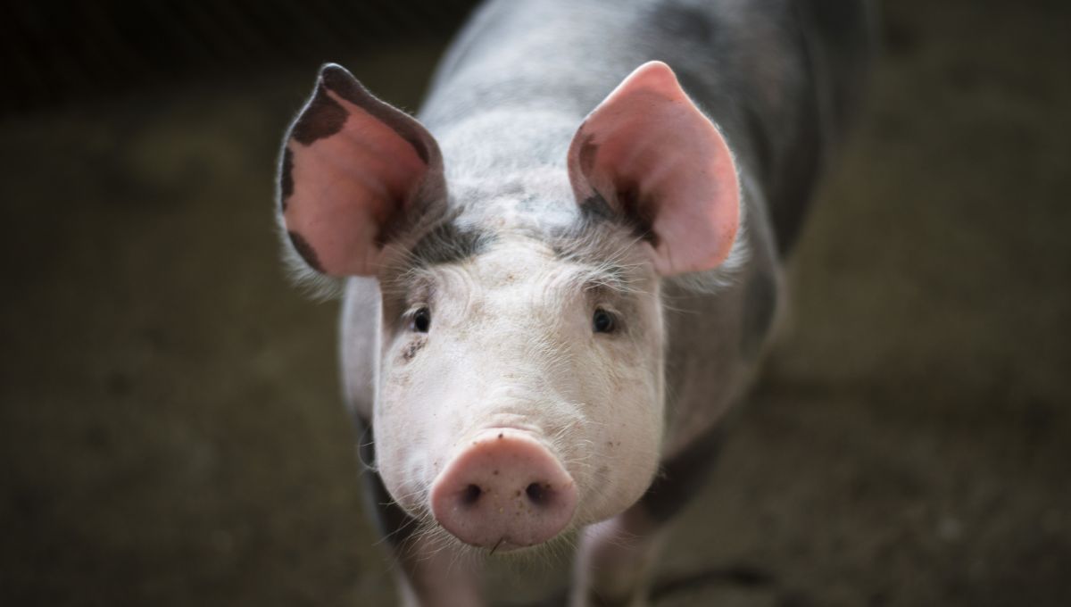 Cuál es el nombre que recibe la cría de un cerdo