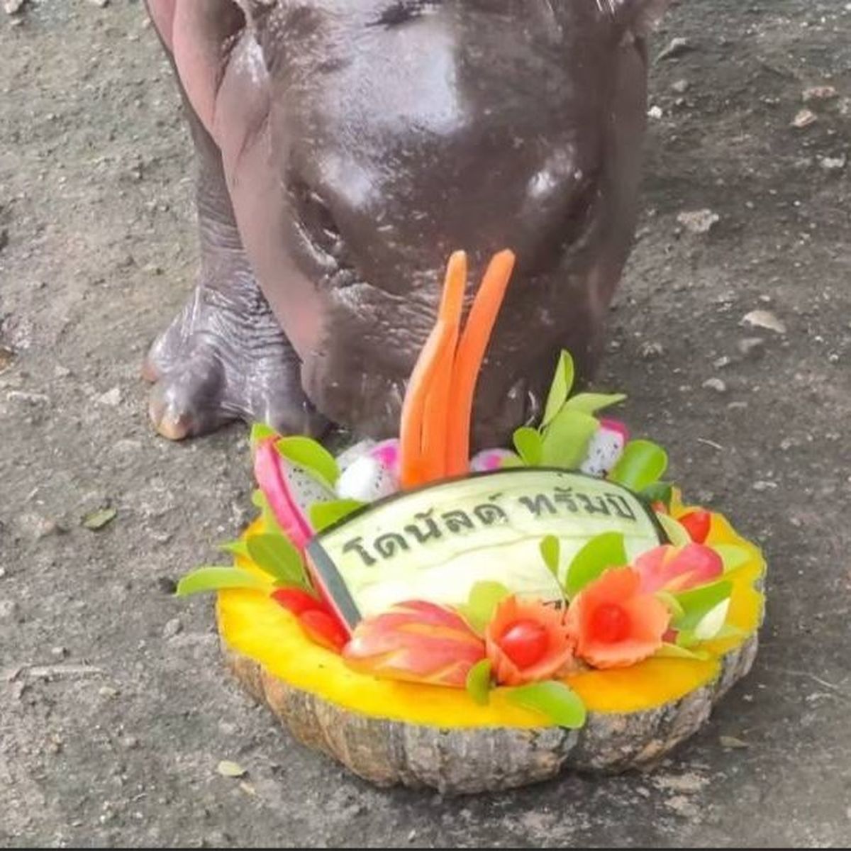 El hipopótamo bebé escogió a Donald Trump. El hipopótamo bebé escogió a Donald Trump.