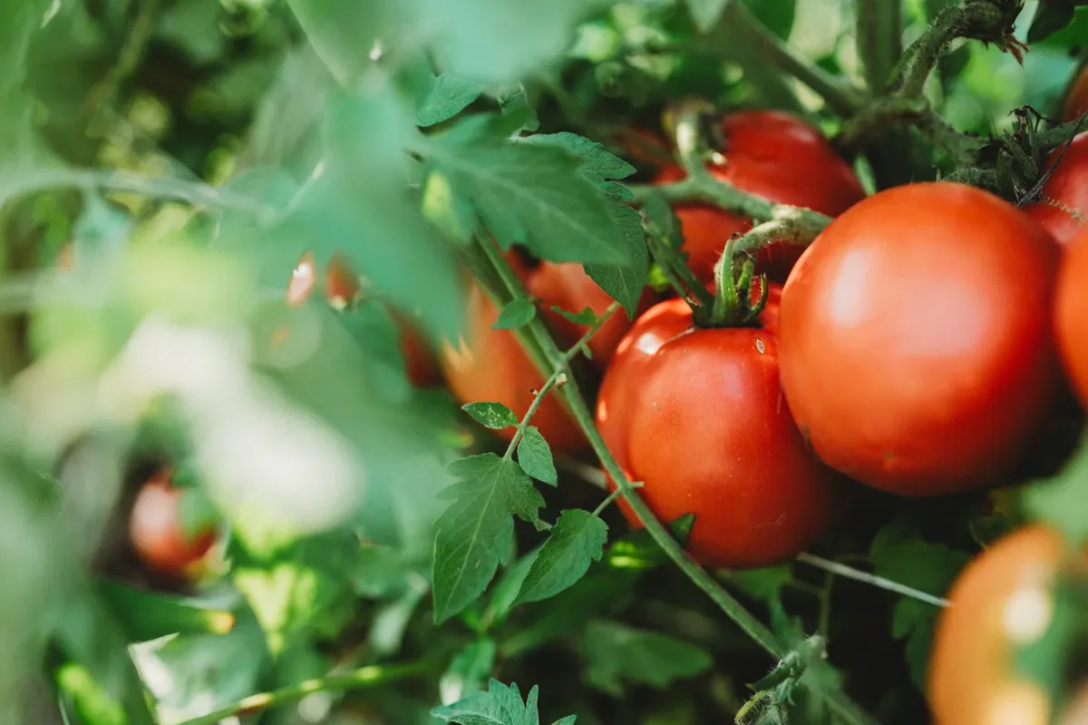 El suplemento ideal para que tu planta de tomate sea el orgullo de tu huerta