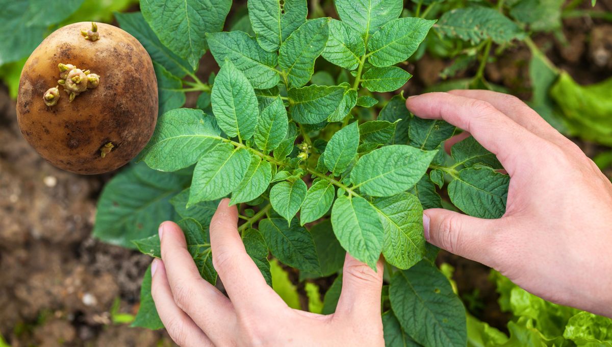 Paso a paso paar cultivar nuevas plantas de papa.&nbsp;