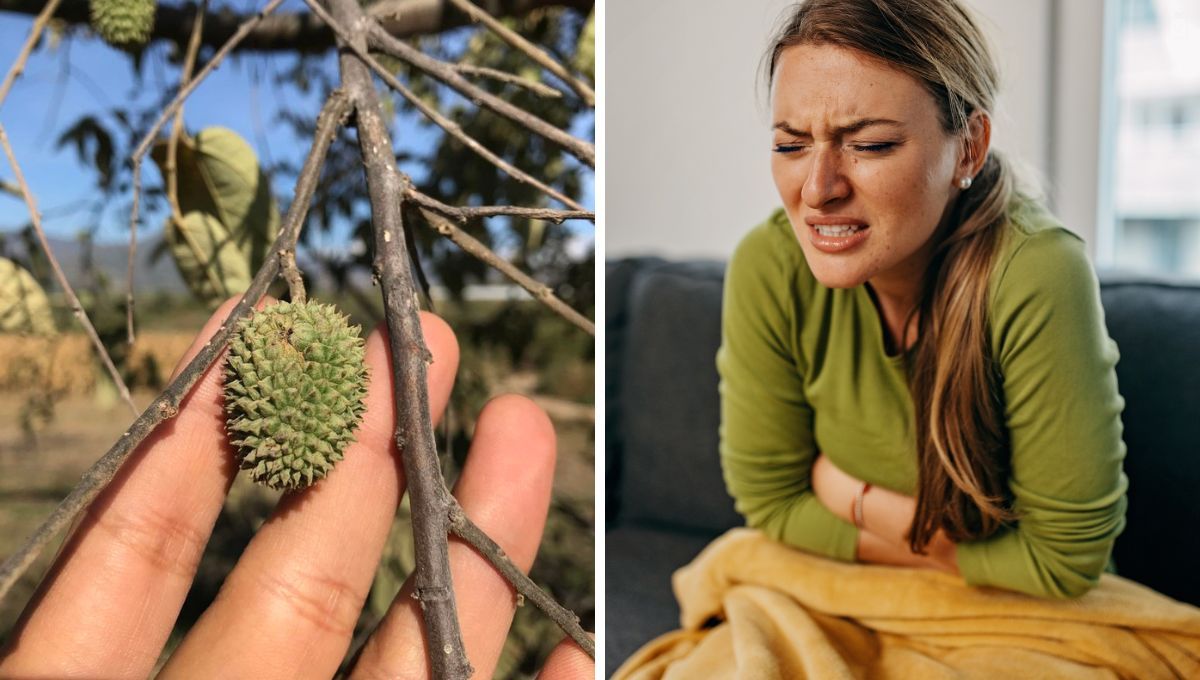 La planta que sirve para aliviar los dolores de estómago y ayuda a tratar la diabetes