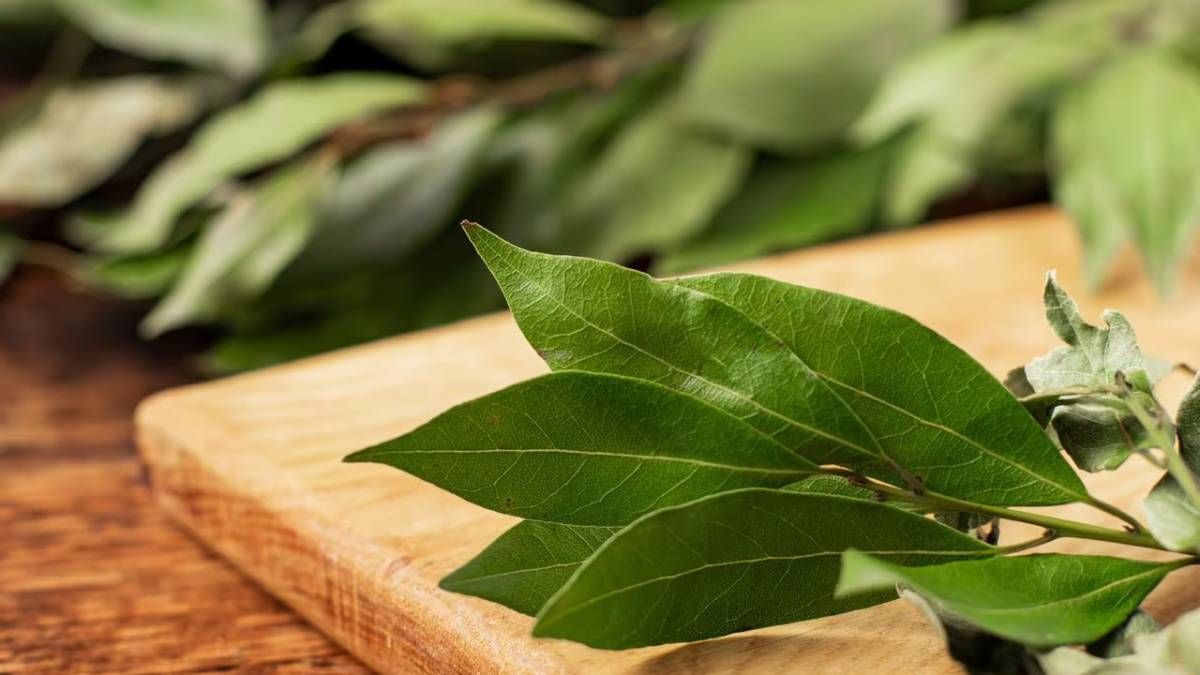 Cómo usar las hojas de laurel para protegerte de la envidia, según el Feng Shui. Cómo usar las hojas de laurel para protegerte de la envidia, según el Feng Shui.