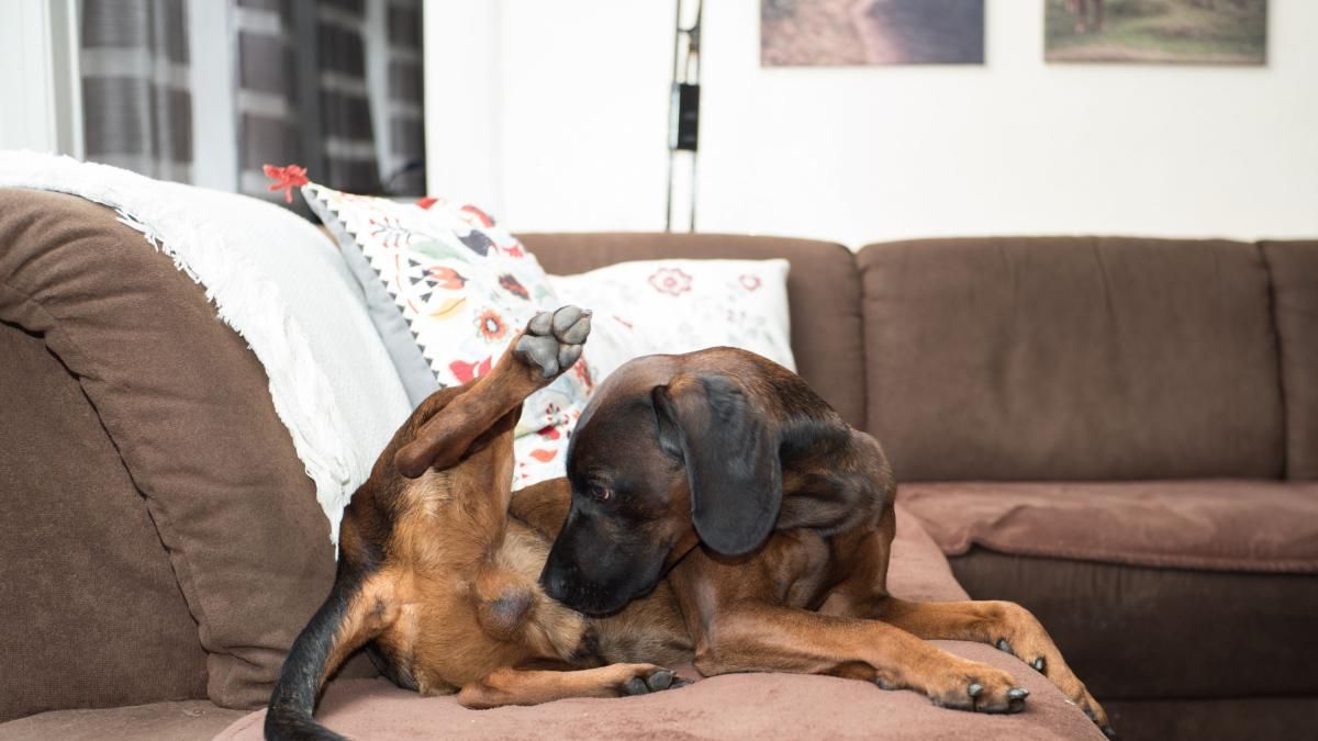 Si esta conducta es persistente, deber&aacute;s revisar a tu mascota para descartar alg&uacute;n problema.&nbsp;