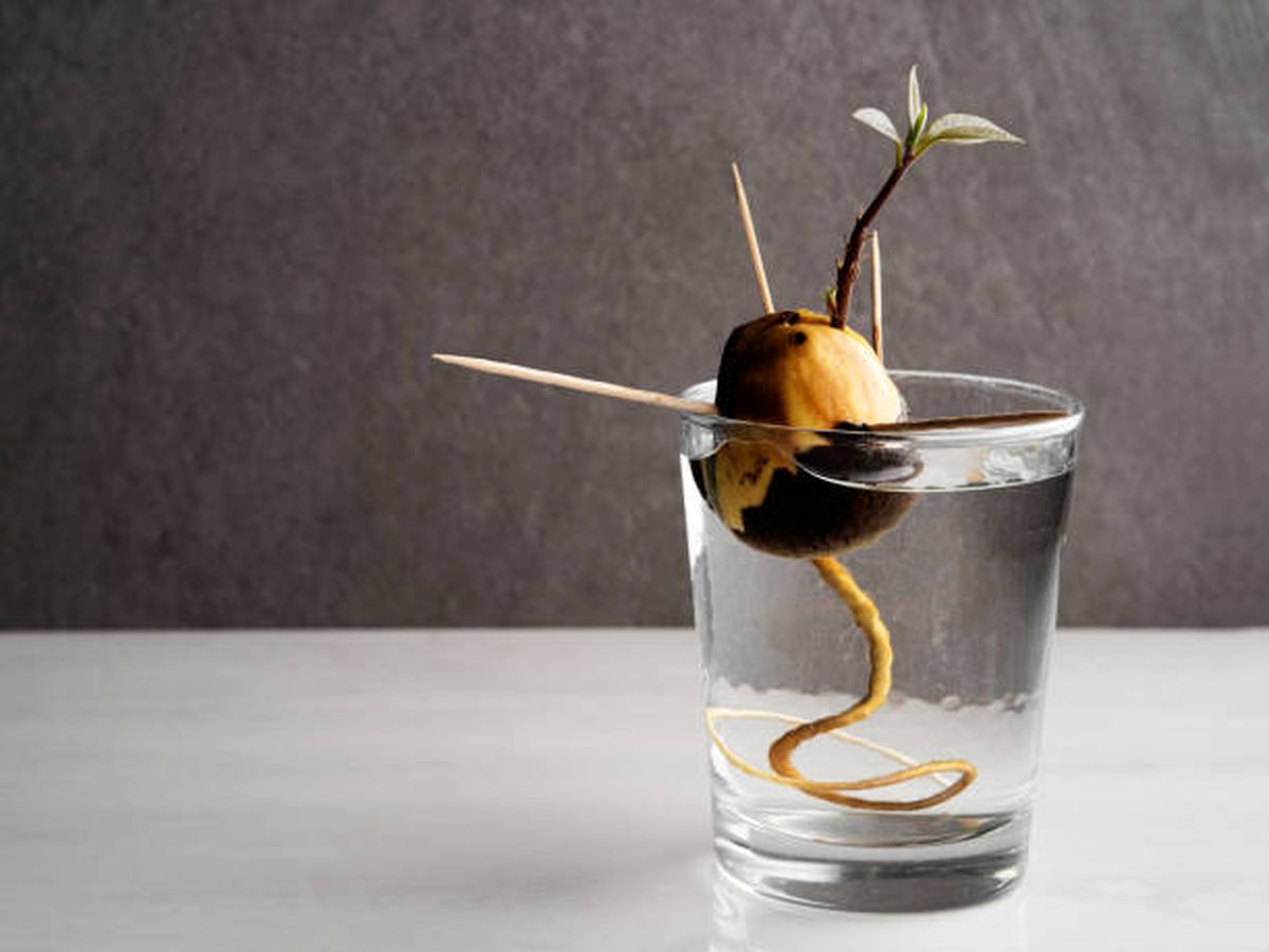 Así deberás germinar una semilla de palta. Así deberás germinar una semilla de palta.