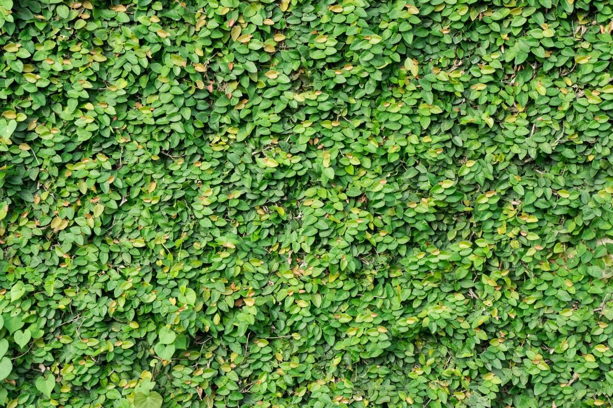 La enamorada del muro puede convertir una simple pared en un imponente lienzo verde.