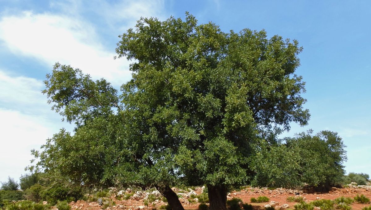 El algarrobo es una especie perenne que describe a la perfección el significado de esta palabra. El algarrobo es una especie perenne que describe a la perfección el significado de esta palabra. 